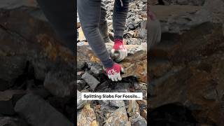 Finding fossils on the beach fossil yorkshire beach [upl. by Adnirem]