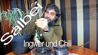 Echter Salbei Ingwer und Chili [upl. by Anawot96]