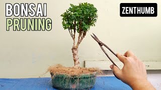 Polycias Ming Aralia Bonsai Pruning [upl. by Meekar]