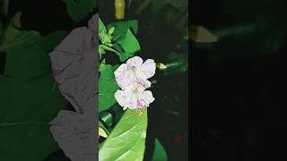 Côr diferente de maravilha mirabilis jalapa [upl. by Hanej849]