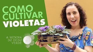 Nô Figueiredo Ensina Como Cultivar Violetas [upl. by Kellyann]