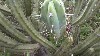 informacion de garambullo en explorando el cubilete cristo rey silao gto [upl. by Fleming206]