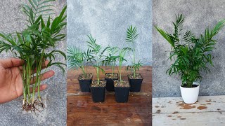 How to propagate Areca palms in simple way  Areca palm care [upl. by Ledeen906]