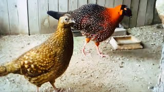 Satyr tragopan found along the Himalayas combines warm tones that inspire passionate creativity [upl. by Philbo514]