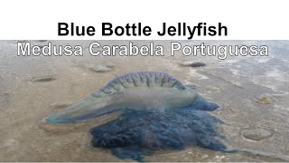 Blue Bottle Jellyfish 🎐 Australian Beach Dangerous Animals Medusa Carabela Portuguesa en la Playa [upl. by Ydualc]