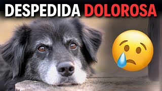 Por Qué los Perros VIVEN MENOS que los HUMANOS 🐶 Lo Que Todos Deberíamos Aprender [upl. by Pris]