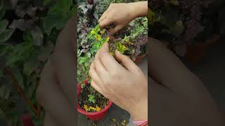 Tulsi plant gardeninghouseplants ytshorts ☘️ [upl. by Anaz747]