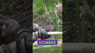 Estaba herido en medio de un lago hasta que 😢😢 reflexiones animales historiareal rescate [upl. by Ianteen]