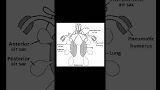 Birds respiratory system [upl. by Ariahaj]