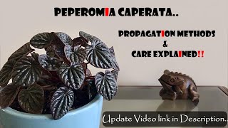 Peperomia Caperata Propagation amp Care tips [upl. by Matta]