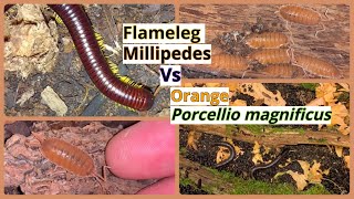 Porcellio magnificus and Flameleg Millipedes [upl. by Imoen199]