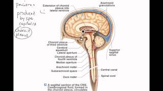 Brain Anatomy Ventricles [upl. by Ybot]