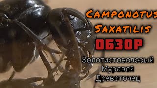 Camponotus saxatilis • Обзор [upl. by Treiber]