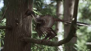 Reconstruction of a bird dinosaur the Archaeopteryx [upl. by Eelatsyrc52]