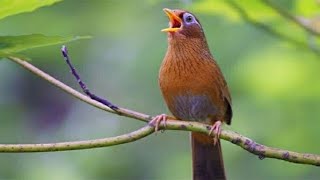 Garrulax canorus singing  Best Green Forest Singer Nature Sounds [upl. by Auhsot]