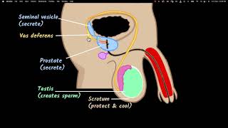 Male reproductive system  Reproduction  Biology class 10  Khan Academy [upl. by Timi]