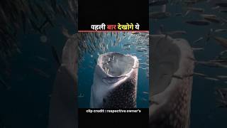 Whale Shark 🤯 facts shortvideo [upl. by Ramraj]