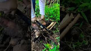 Harvesting Cassava Plant shorts shortvideo cassava [upl. by Margaretta]