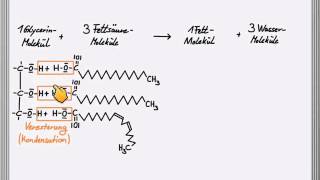 Bildung eines Fettmoleküls [upl. by Anne]