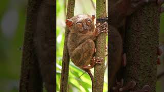 Tarsiers have the ability to rotate their heads shorts totoflix [upl. by Anastase793]