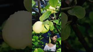 Natrual fresh lemon🍋shotrs fruiting graminlife gardening [upl. by Ecilayram864]