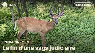 L’abattage de cerfs débute à Longueuil [upl. by Atte]