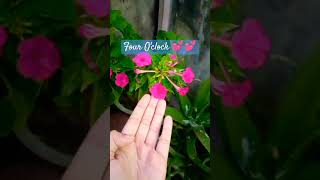 Mirabilis jalapa 💕💕plant ll fouroclockflower flower gardening beautifulflowers youtubeshorts [upl. by Nickolai]