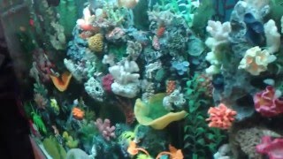 Beautiful Aquarium Corals  Amazing View  HD [upl. by Sheri]