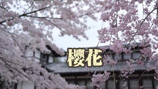 樱花与物哀之美日本旅行奈良公园樱花与物哀美学 [upl. by Ecart30]