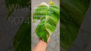 epipremnum pinnatum albo variegata for sale rs 450 with cc [upl. by Asserac]