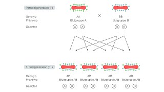 Kodominante Vererbung der Blutgruppen AB0 [upl. by Nelleyram]