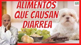 💩 ALIMENTOS QUE CAUSAN DIARREA EN PERROS MAYORES Y CACHORROS 💩 y su TRATAMIENTO [upl. by Comethuauc]