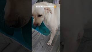 When Labra Dog is Overexcited 🐶 Lucy the Lab labra labrador dog doglover lucythelab puppy [upl. by Cargian]