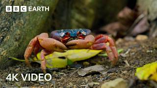 A Journey Across Our Planet  4K UHD  Planet Earth II  BBC Earth [upl. by Zischke497]