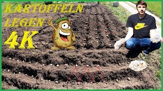 Vorgekeimte Kartoffeln im eigenen Garten legen setzenpflanzen  Videoanleitung  4K [upl. by Annua]