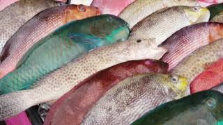 STOP EATING PARROTFISH [upl. by Dirgis]