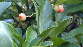 Euonymus Japonicus medicinal plant [upl. by Anelam]