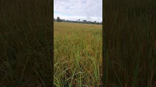 Rice field landscape part 11 shorts [upl. by Llekram]