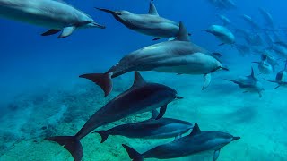 8 Hours  Hawaii Dolphins Underwater Relaxing Music  RELAX SLEEP MEDITATE  Great Escapes [upl. by Eillom]