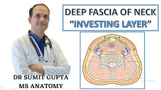 DEEP CERVICAL FASCIA  INVESTING LAYER [upl. by Dnalerb]