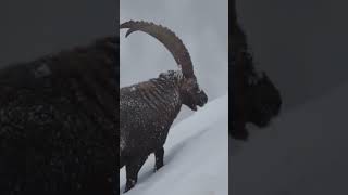 Hunting Himalayan Ibex in Pakistan  hunting hunzavalley travel best markhor ibex shorts [upl. by Bolten]