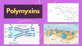 Polymyxins  polymyxins cell membrane inhibitors and their functions  polymyxin chemical structure [upl. by Oflodor430]