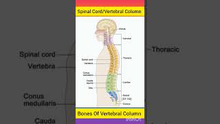 Spinal Cord Anatomy  Spine  Vertebralcolumn spinalcord brainanatomy anatomybrain shorts [upl. by Stoddart]