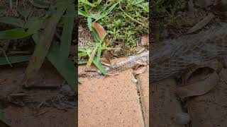 Snake shed skins [upl. by Glasgo]