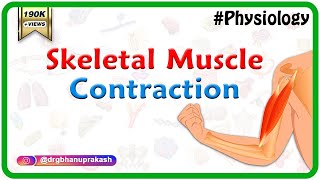 Skeletal muscle contraction  Muscle physiology Animations [upl. by Norak]