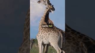 How Giraffeis beating lion Wildlife animals wildlife [upl. by Seaman118]