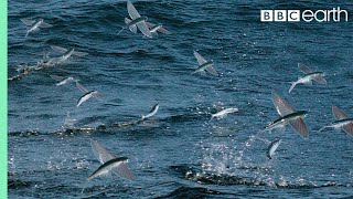 Flying Fish Picked Off From Above And Below  The Hunt  BBC Earth [upl. by Eula]