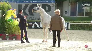 N 69 NATISSE REGALIS ANICA National Championship 2024 Mares 10 Years Old Class 9 [upl. by Labina]