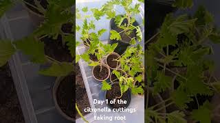 Day 1 of Citronella rooting citronella plantlife [upl. by Sorac303]