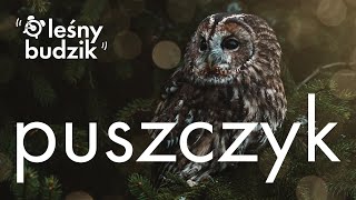 Leśny Budzik  Puszczyk [upl. by Barbey]